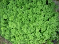 DSCN3620.JPG