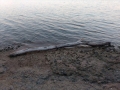 IMG_20160713_204541.jpg