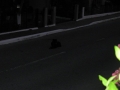 DSCN5055.JPG